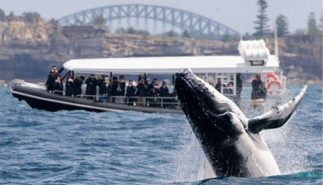 Whale Watching