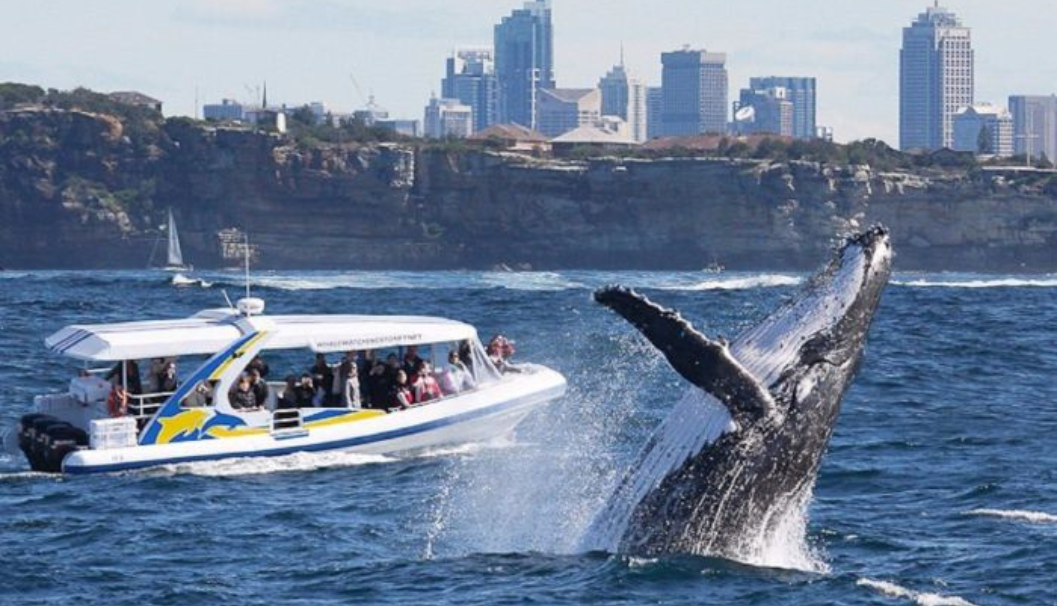 Whale Watching Adventure